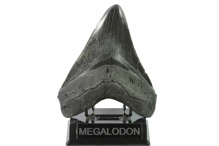 Serrated, Fossil Megalodon Tooth - Huge Tooth! #137064